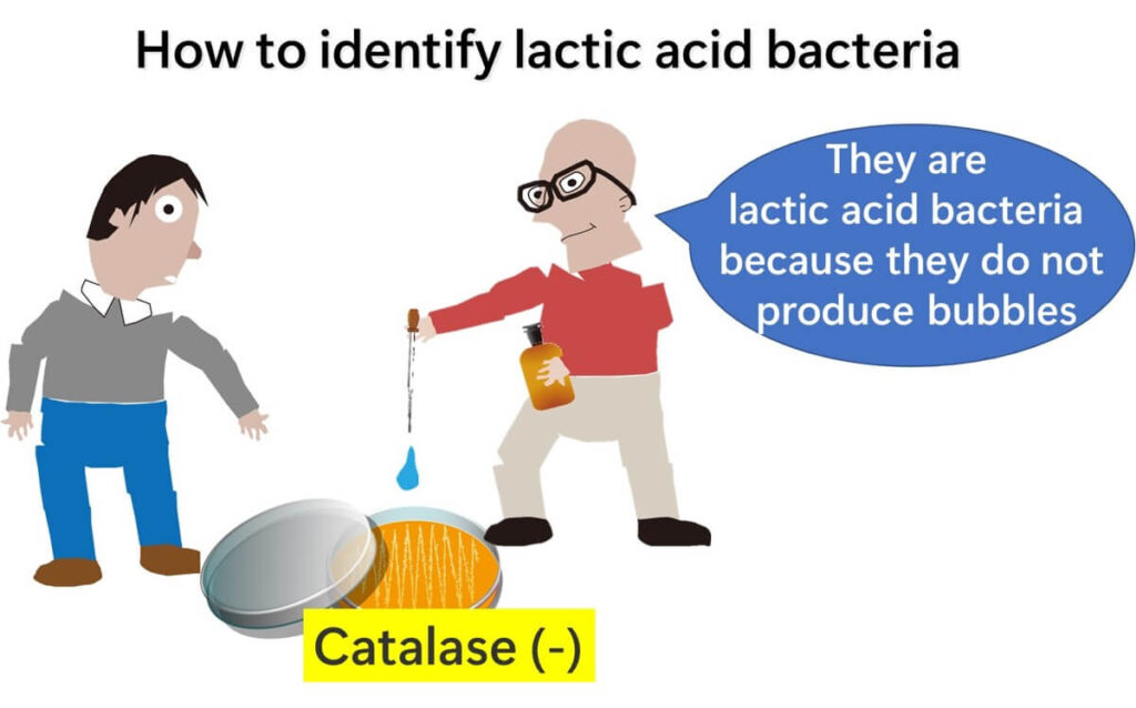 If hydrogen peroxide is applied and no bubbles appear, it is lactobacillus.
