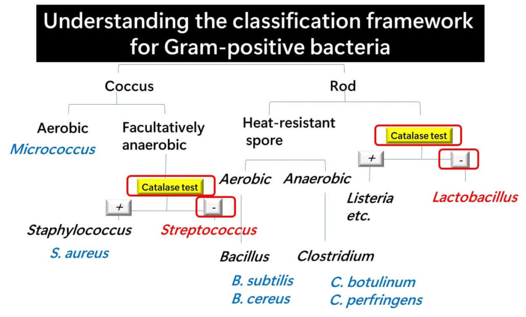 Flowchart showing the classification of Gram-positive bacteria using the Catalase Test, highlighting the differentiation between Staphylococcus, Streptococcus, and Lactobacillus based on catalase activity.