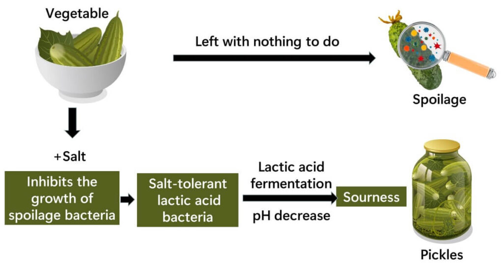 Fermentation of vegetables by lactic acid bacteria.