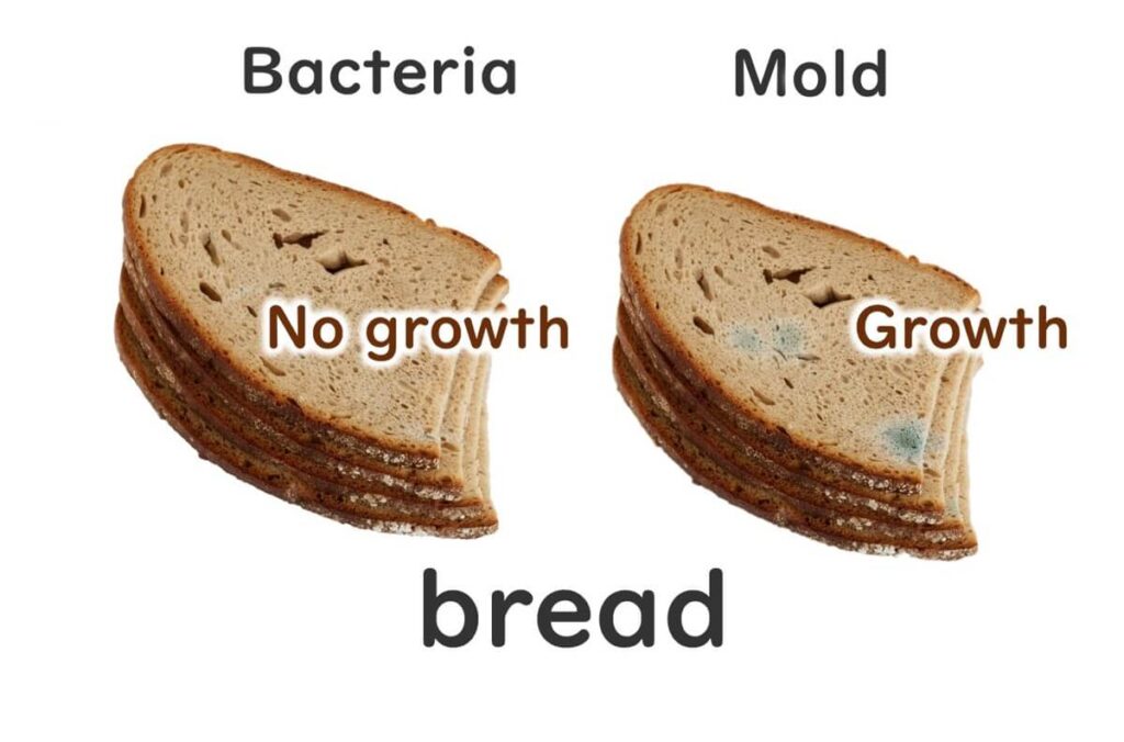 bacteria-do-not-grow-on-bread-but-moulds-do