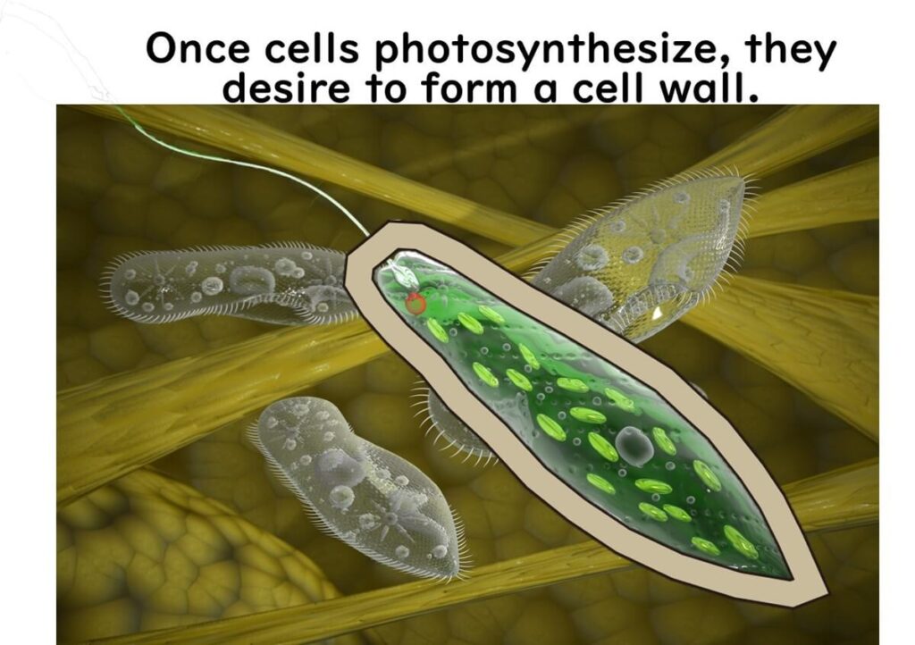 birth-of-phytoplankton　　