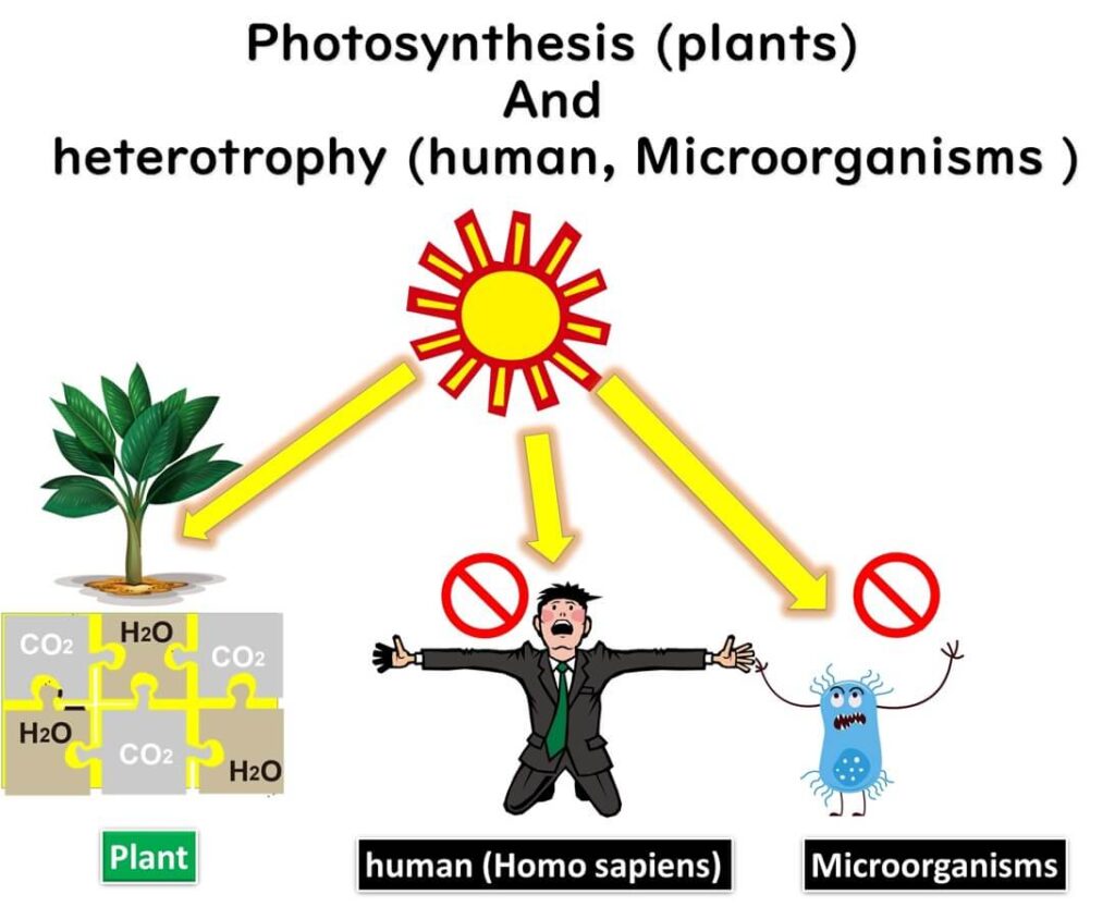 heterotrophs-and-autotrophs　