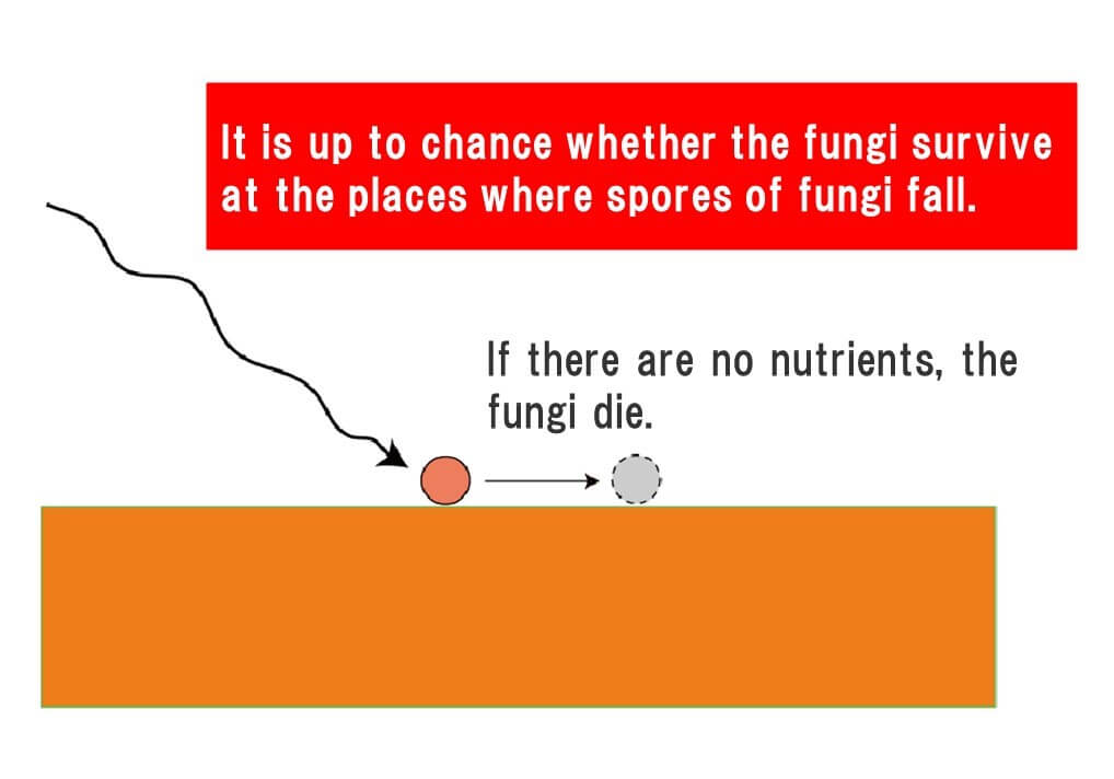 mould-spores-are-doomed-where-they-land