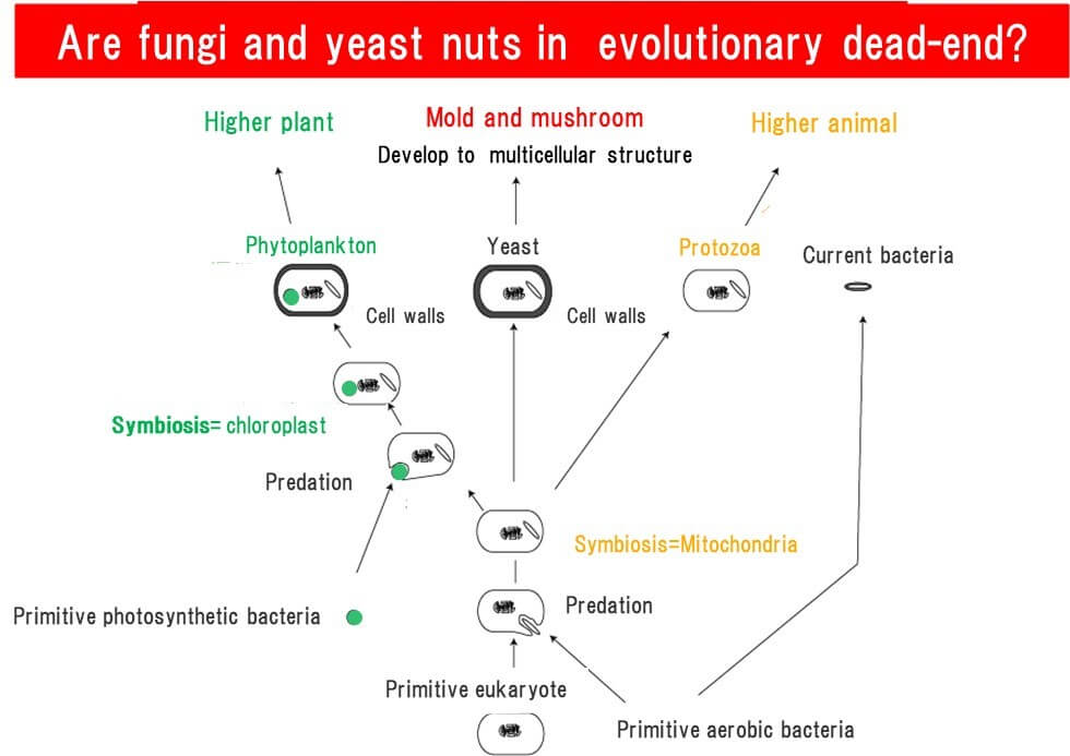 phylogenetic-summary-of-microbial-evolution　