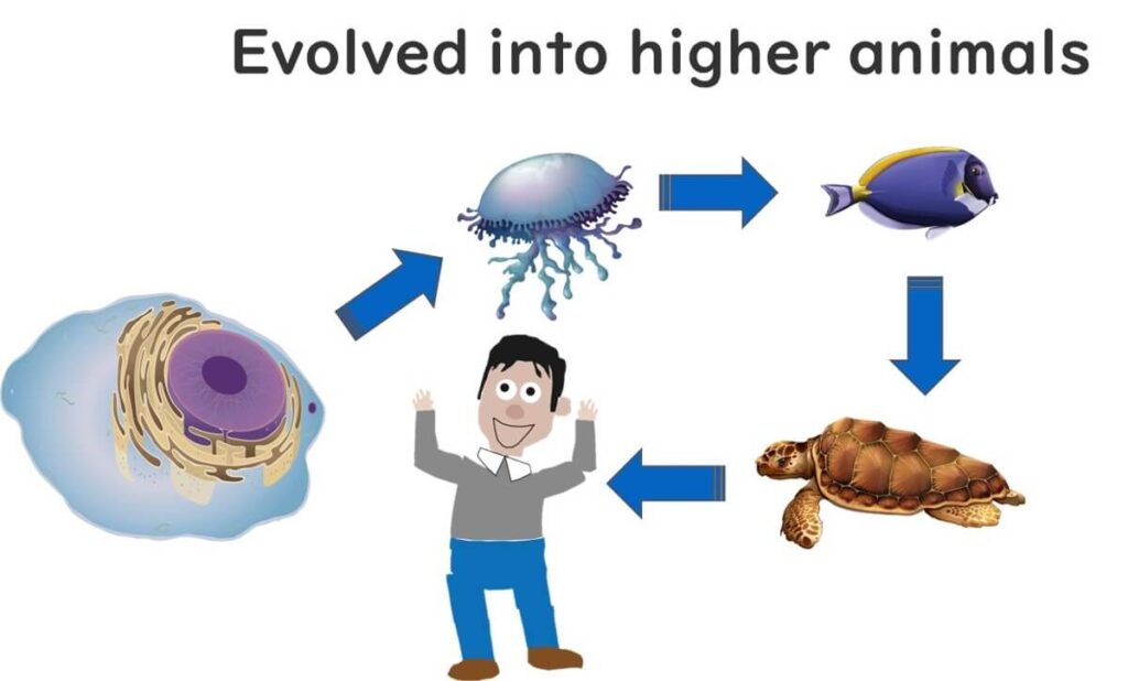 protozoa-become-multicellular-and-evolve-into-humans　