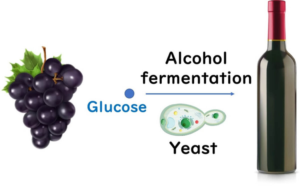 role-of-yeast-in-wine-production