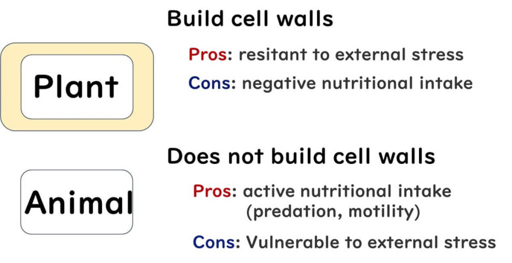 the-merits-and-demerits-of-cell-wall-building　