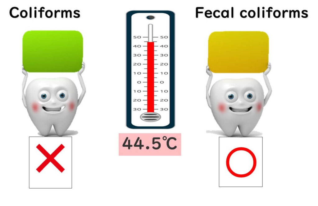 Comparison between coliforms and fecal coliforms, showing that fecal coliforms can survive at a higher temperature (44.5°C), unlike general coliforms.