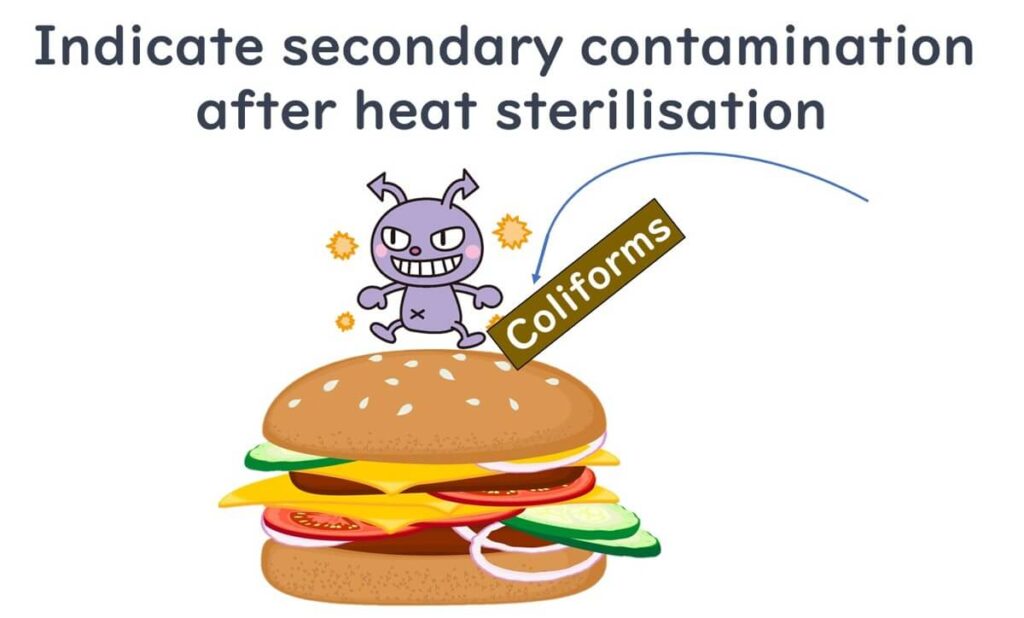 Coliforms indicating secondary contamination after heat sterilization in food products, illustrated by a coliform bacteria on a hamburger.