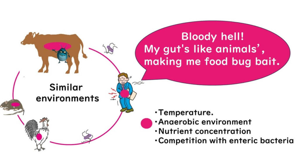 E. coli is in the same ecological cycle as other gram-negative infectious bacteria.