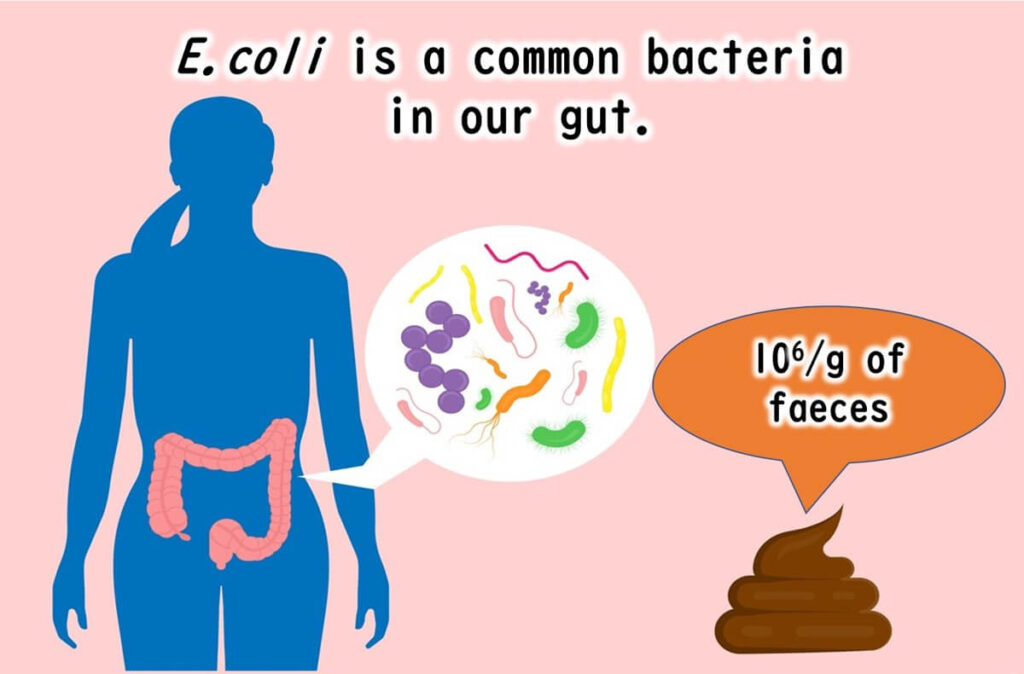 E. coli is a common bacterium in the human gut and faeces, with around 10^6 bacteria per gram of faeces.