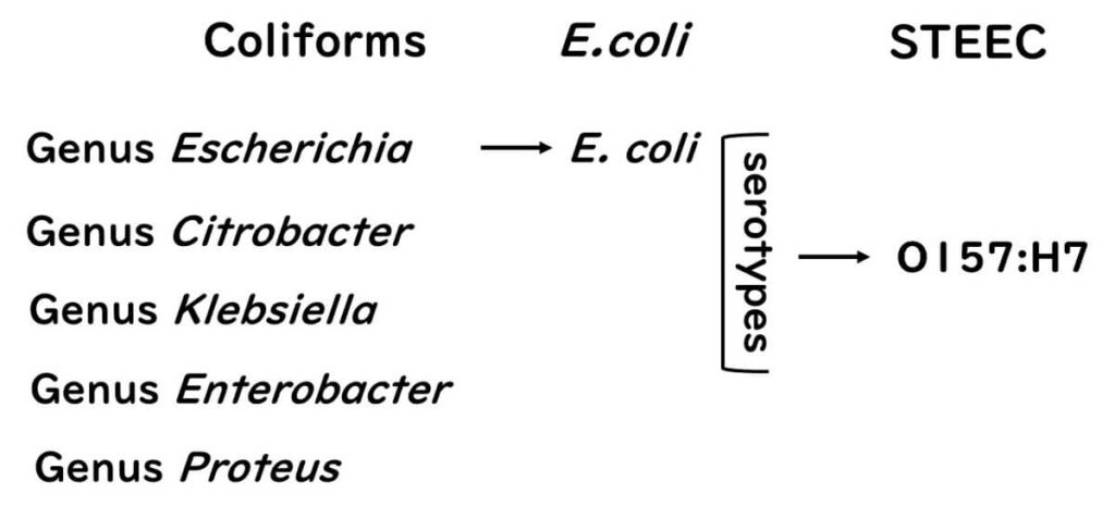 Diagram showing the relationship between the coliform group and E. coli, highlighting different genera like Escherichia, Citrobacter, Klebsiella, Enterobacter, and Proteus. Includes references to E. coli serotypes, such as O157
, within the STEC group.