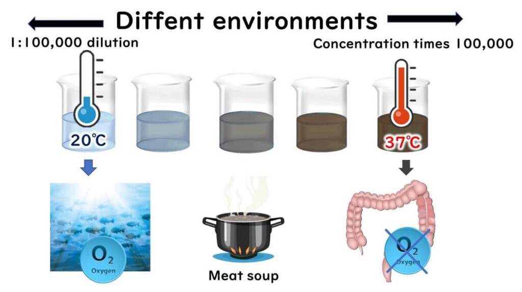 Illustration comparing the differences between the natural environment (low nutrient concentration, 20°C, oxygen-rich) and the gut environment (high nutrient concentration, 37°C, low oxygen) for E. coli survival.