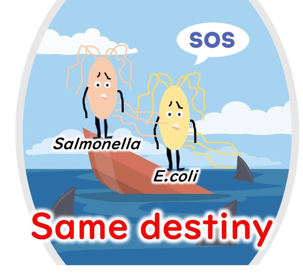 Illustration showing E. coli and Salmonella in a survival scenario, symbolizing that if E. coli can survive certain conditions, Salmonella may also survive, highlighting their similar environmental tolerances.