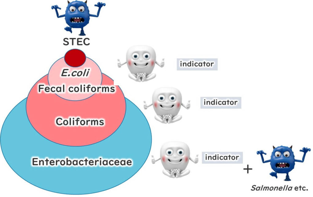 Diagram illustrating the taxonomic hierarchy within Enterobacteriaceae, showing E. coli, fecal coliforms, coliforms, and their roles as indicator bacteria, alongside pathogenic bacteria like Salmonella.
