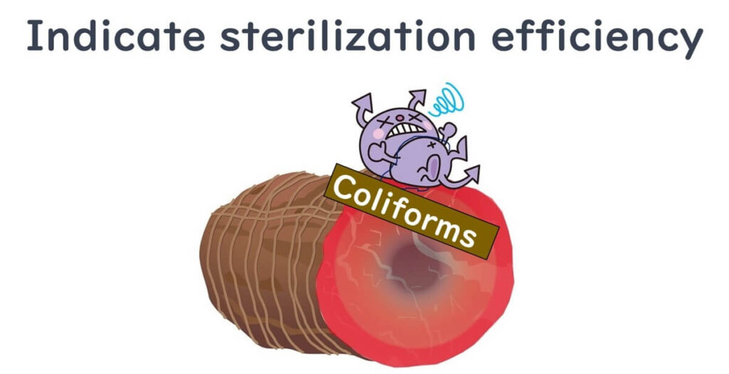 Coliforms indicating sterilization efficiency in heated food products.