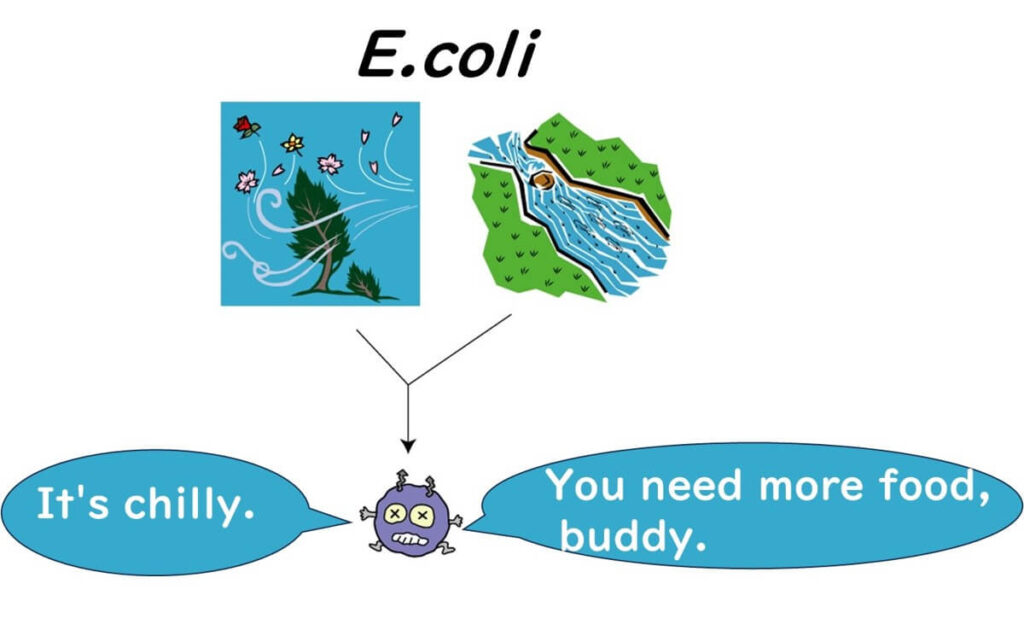 Illustration showing E. coli struggling to survive in natural environments due to low temperatures and insufficient nutrients, highlighting its reliance on nutrient-rich hosts.
