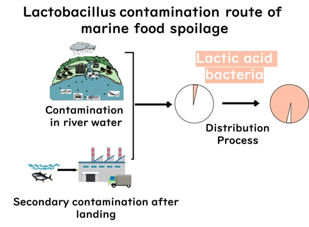 Why are lactic acid bacteria contaminating seafood products?