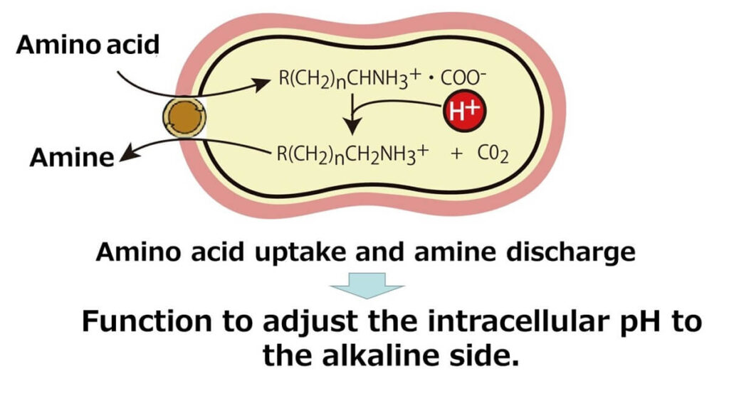 How amines are formed from amino acids.