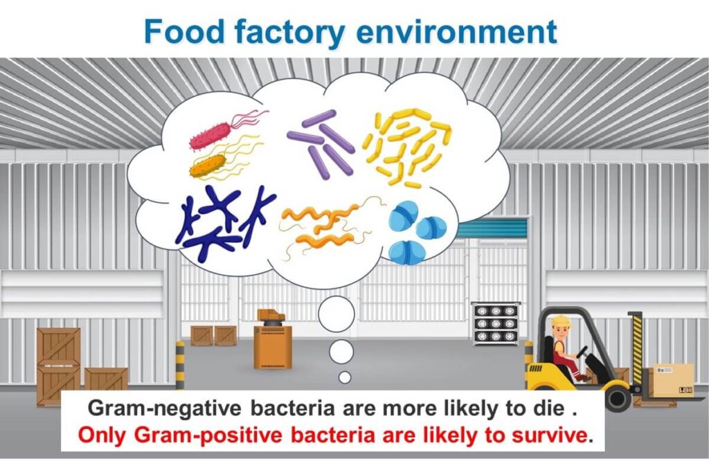 Gram-positive bacteria that tend to survive in factories.