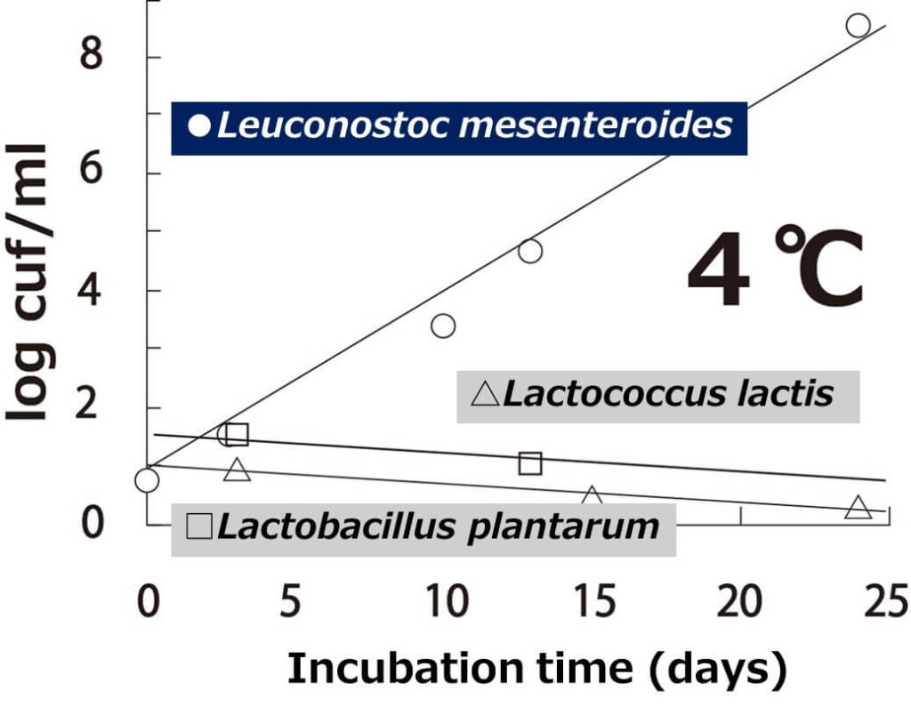 Growth of lactic acid bacteria at 4°C.