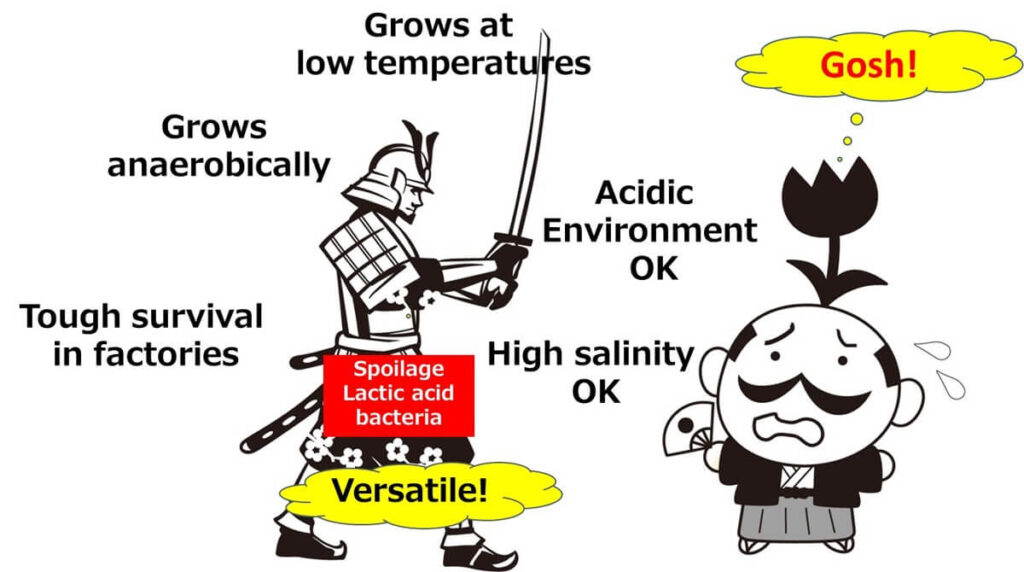 spoilage lactic acid bacteria