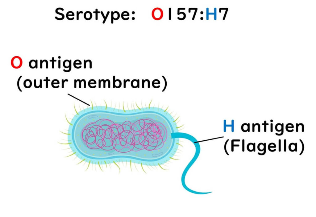 O-antigen-and-flagellar-antigen　　