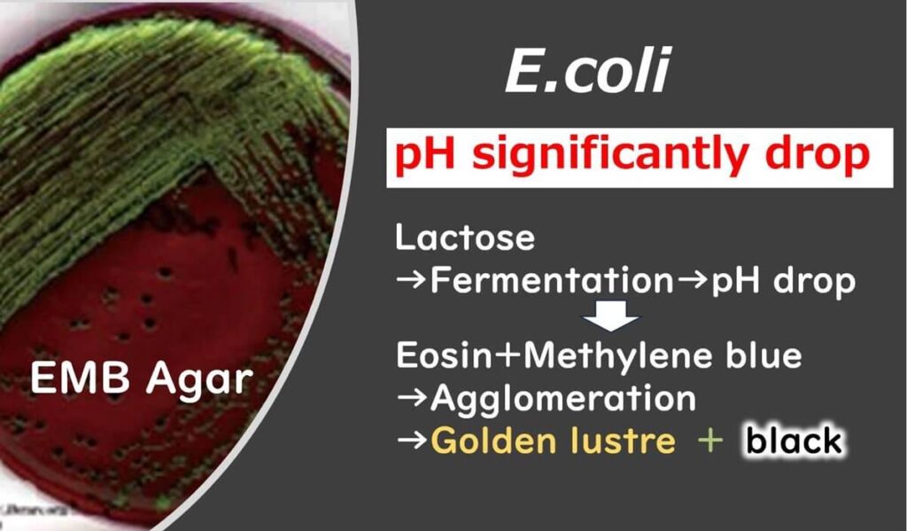 Illustration of how E. coli lowers pH through lactose fermentation on EMB agar, causing dyes like Eosin and Methylene Blue to cluster and creating colonies with a distinctive golden and black appearance.