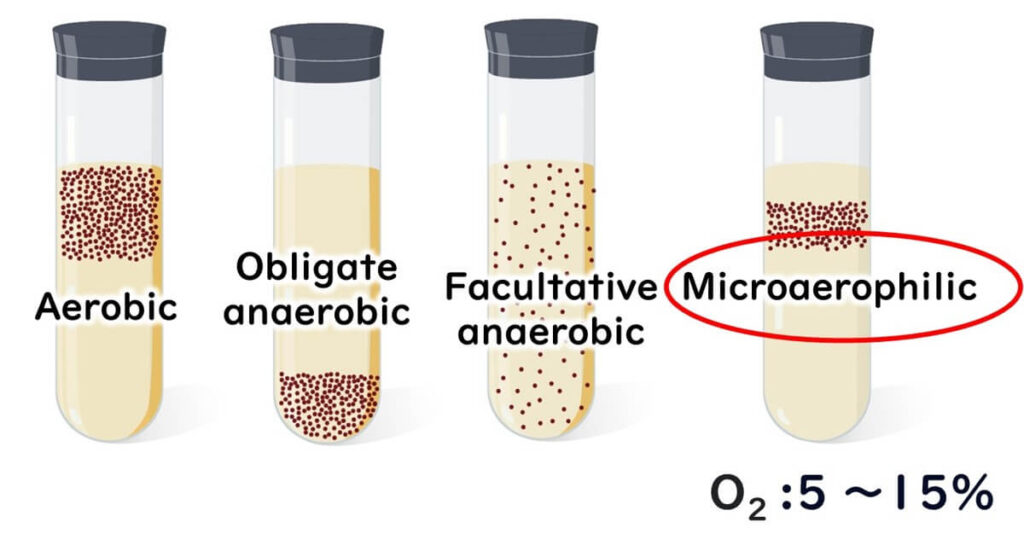 Campylobacter growth and oxygen demand.