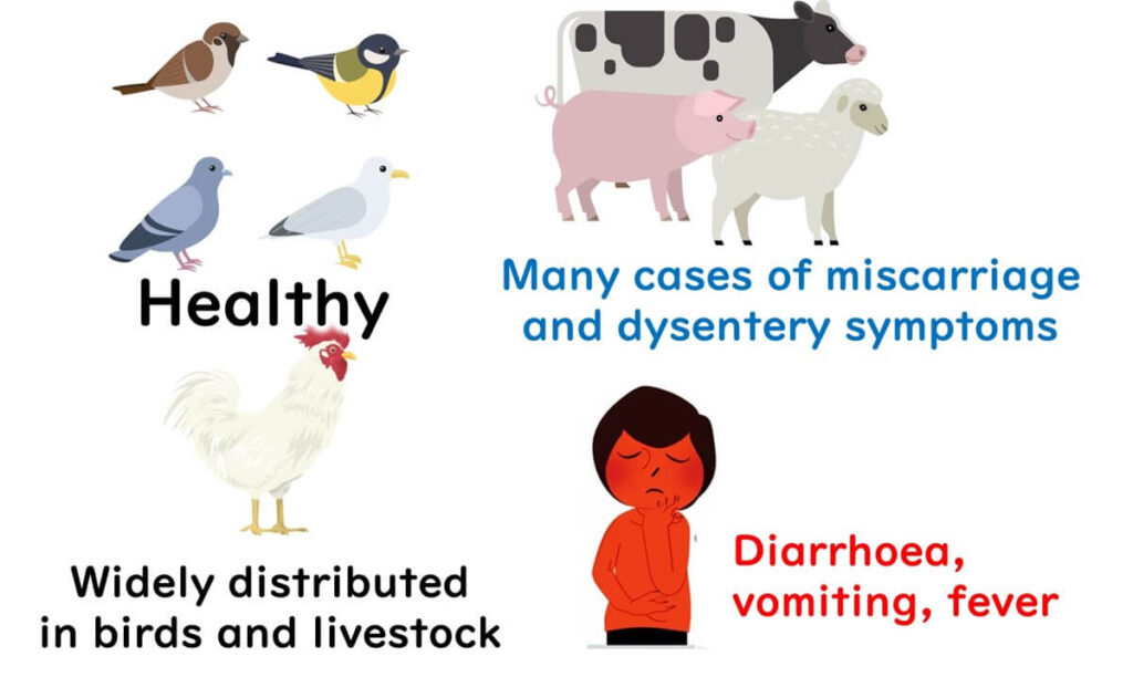 Campylobacter's habitat.