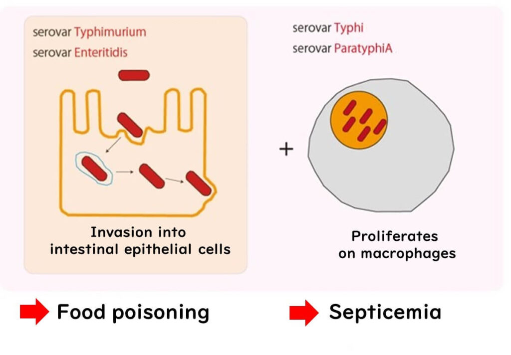 Differences in the pathogenic mechanisms of the two types of salmonellosis.