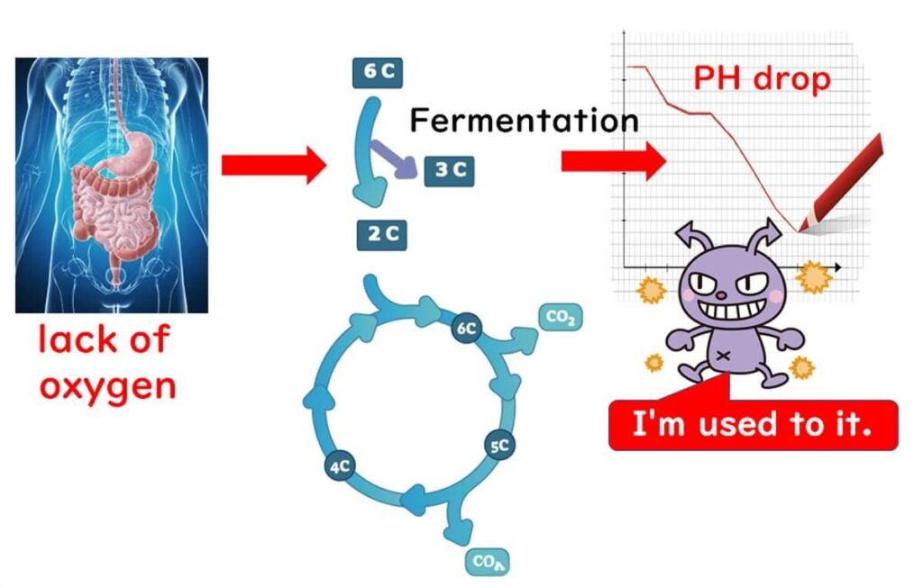 Illustration showing how Enterohaemorrhagic E. coli adapts to low-oxygen environments through fermentation, leading to acid resistance due to pH drop. Character representing E. coli indicates its adaptation with 'I'm used to it.