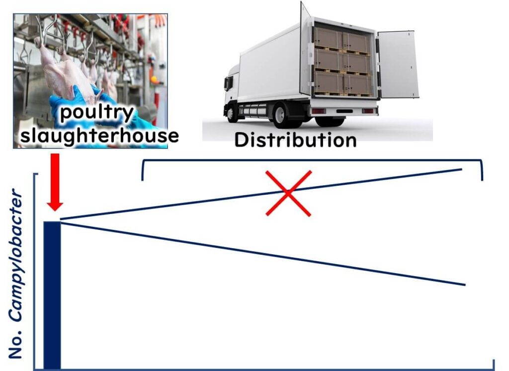 Growth of Campylobacter during distribution.