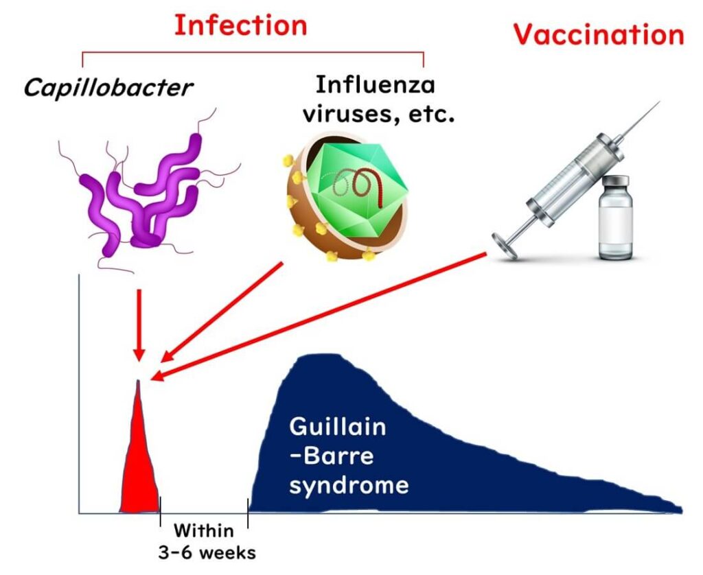 Guillain-Barre syndrome can also be caused by influenza.