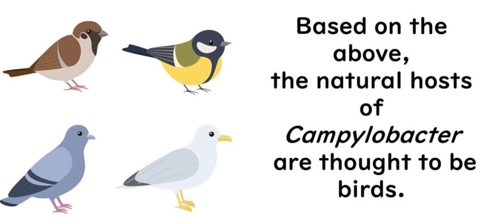 Likely habitats of Campylobacter are birds.