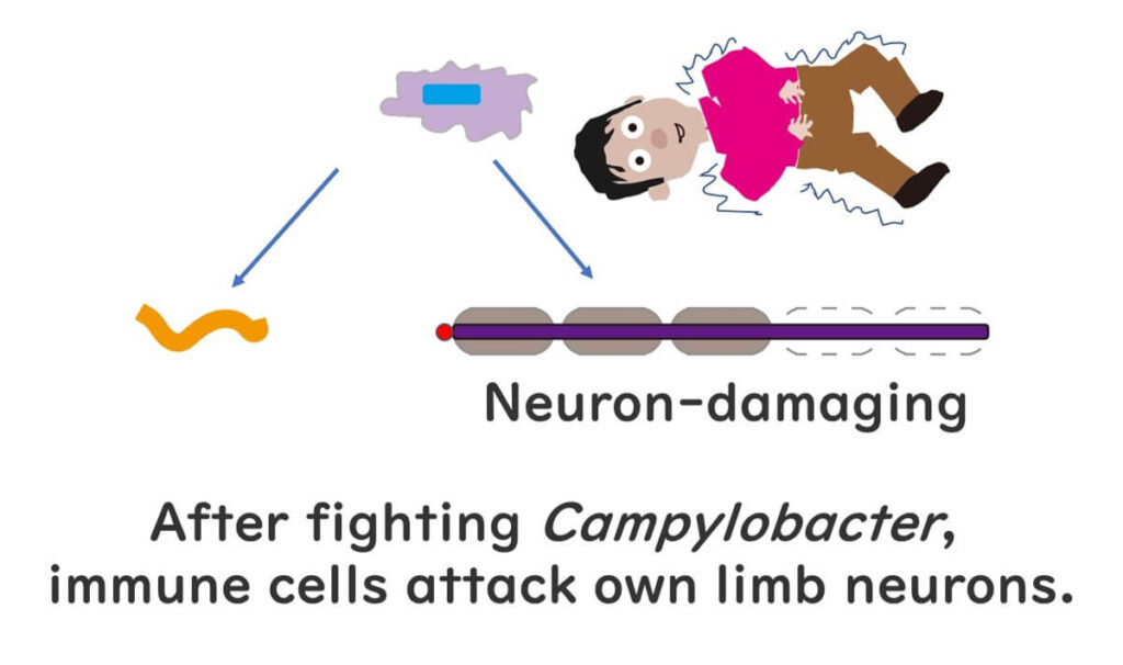 Mechanism of Guillain-Barré syndrome, part I.