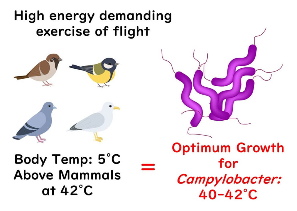 Optimum growth temperatures for Campylobacter.