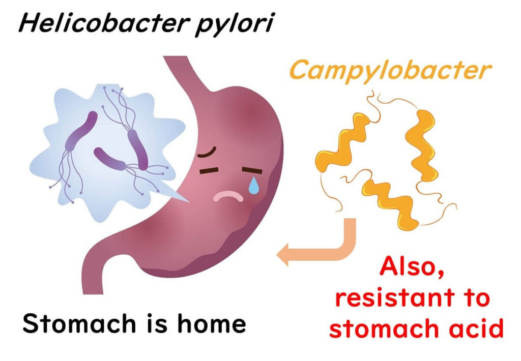 Resistance of Campylobacter to acidic environments.