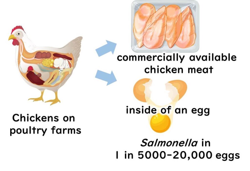 Routes of Salmonella contamination.