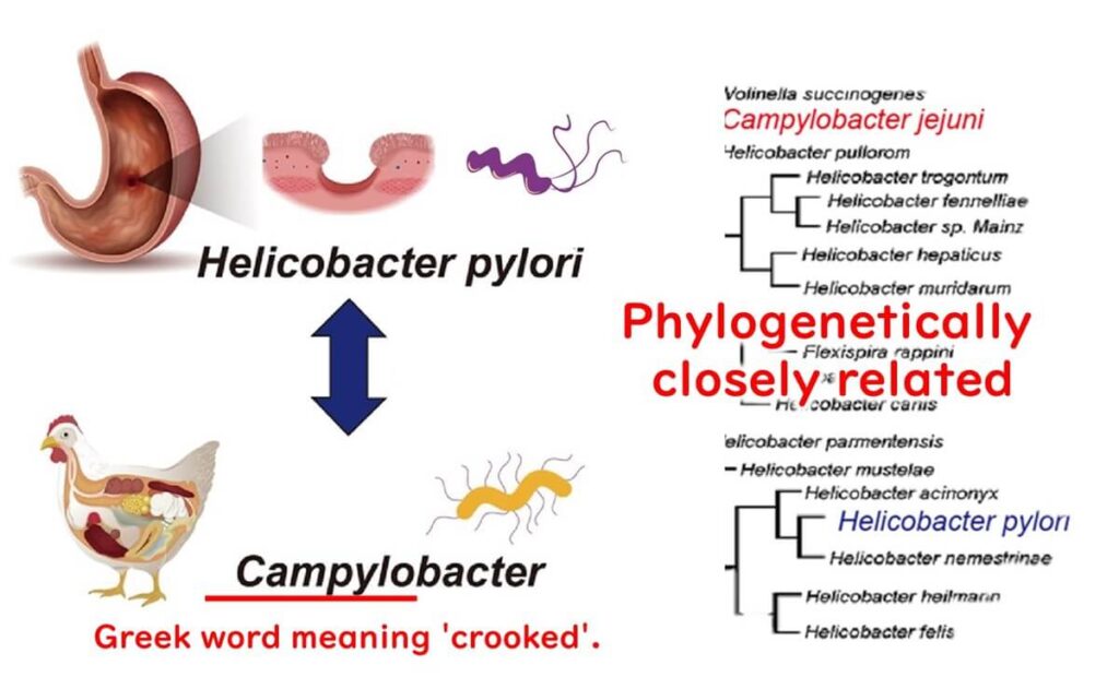 Similarities between Campylobacter and Helicobacter.