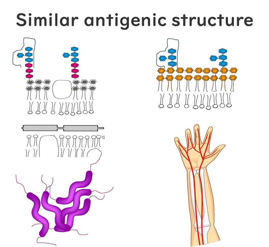 Similarities-between-the-cell-surface-layer-of-Campylobacter-and-the-cell-surface-layer-of-the-nerves-of-the-hand.
