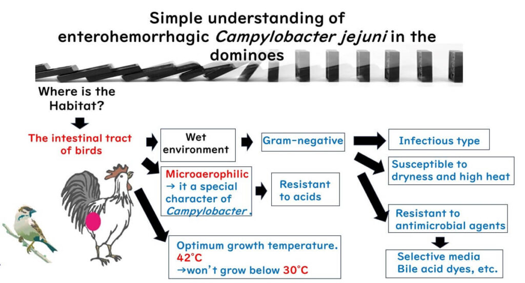 The domino method for understanding Campylobacter.