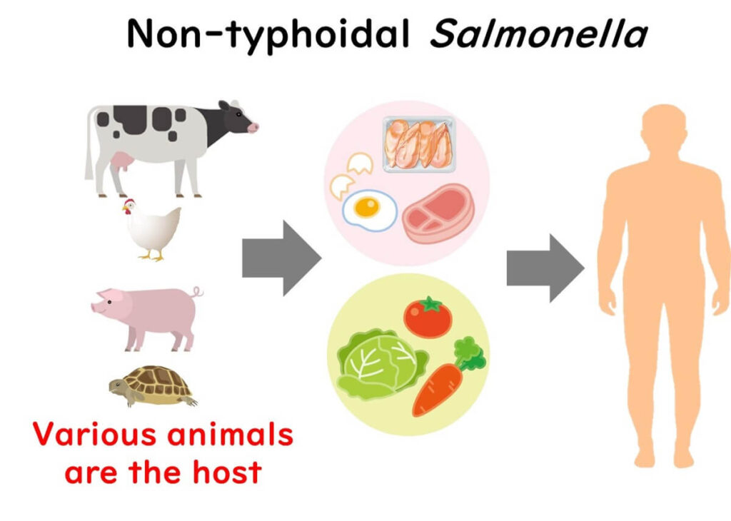 Types of Salmonella that cause food poisoning.