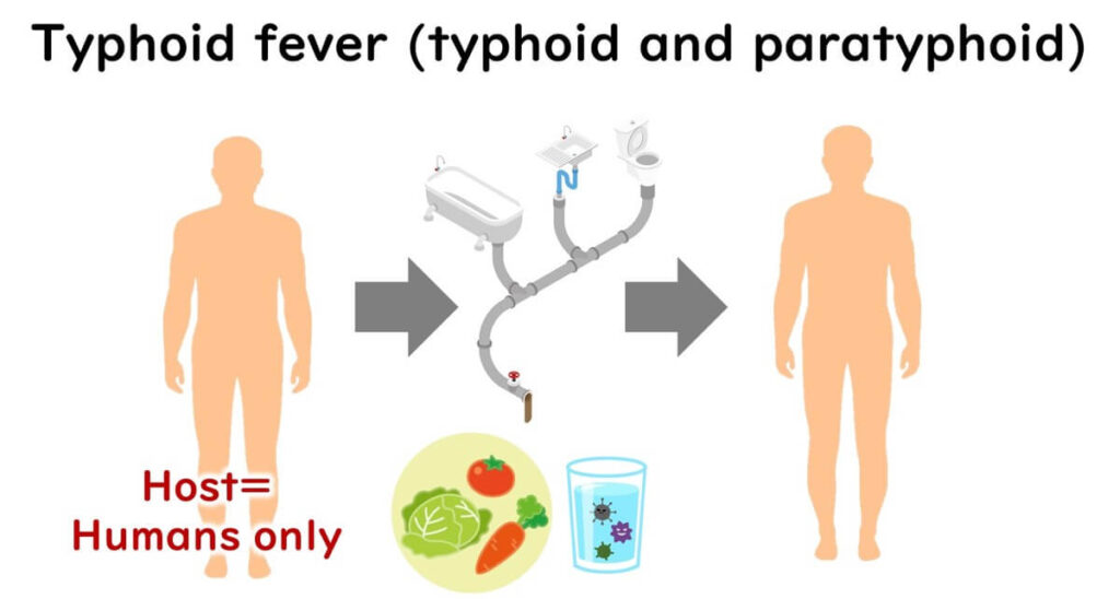 Typhoid-causing types of Salmonella.