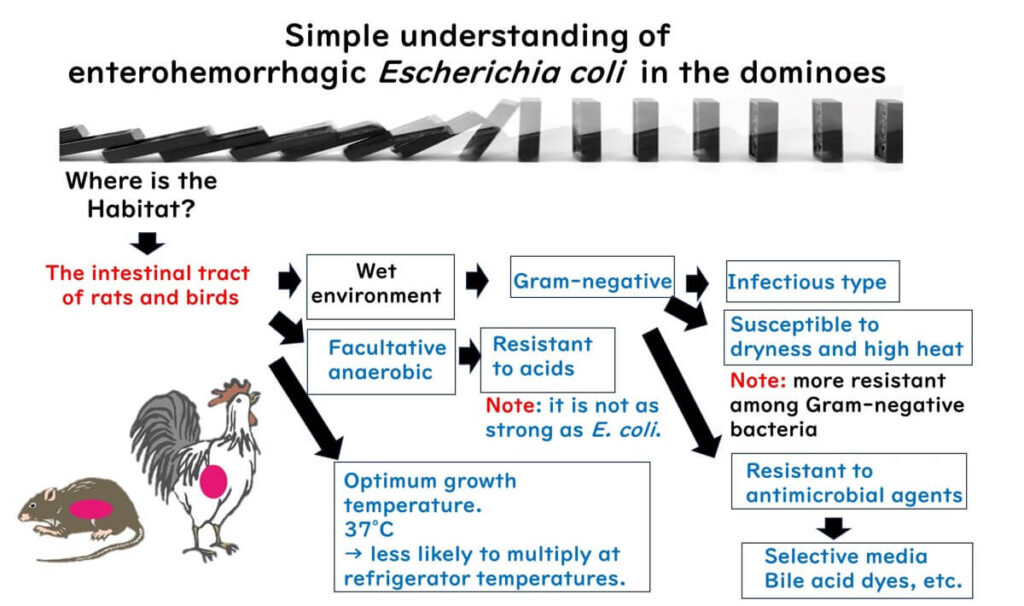 Understanding Salmonella by dominoes.