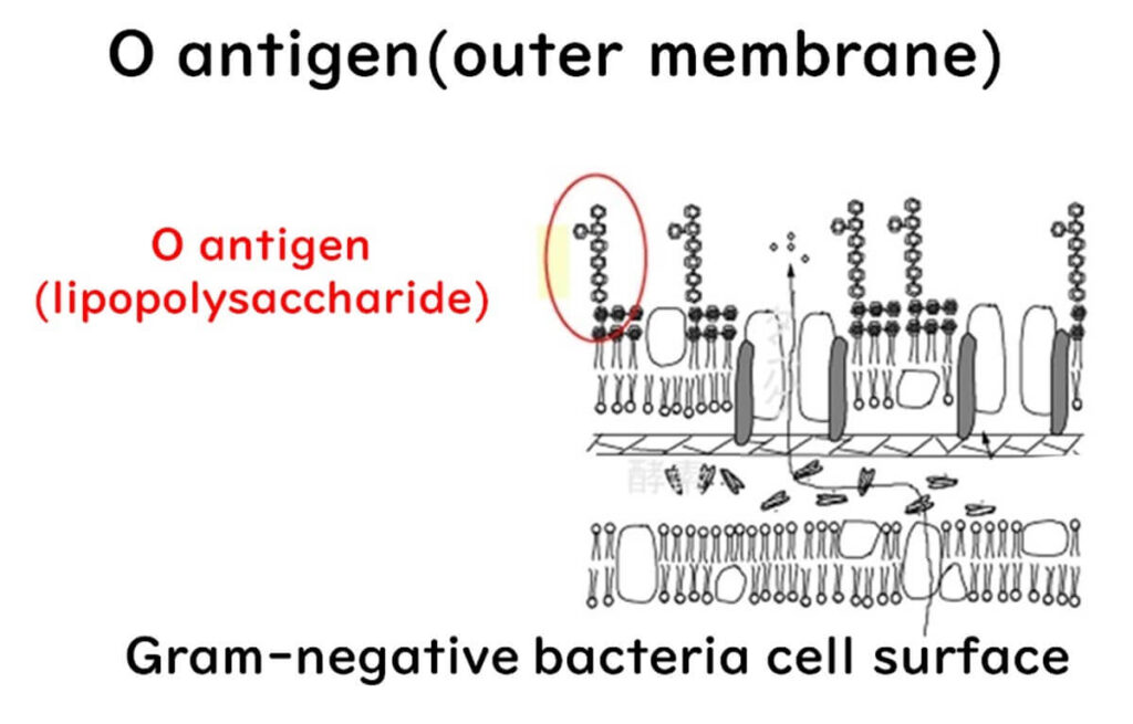 Cell-surface-and-o-antigen-of-Gram-negative-bacteria　