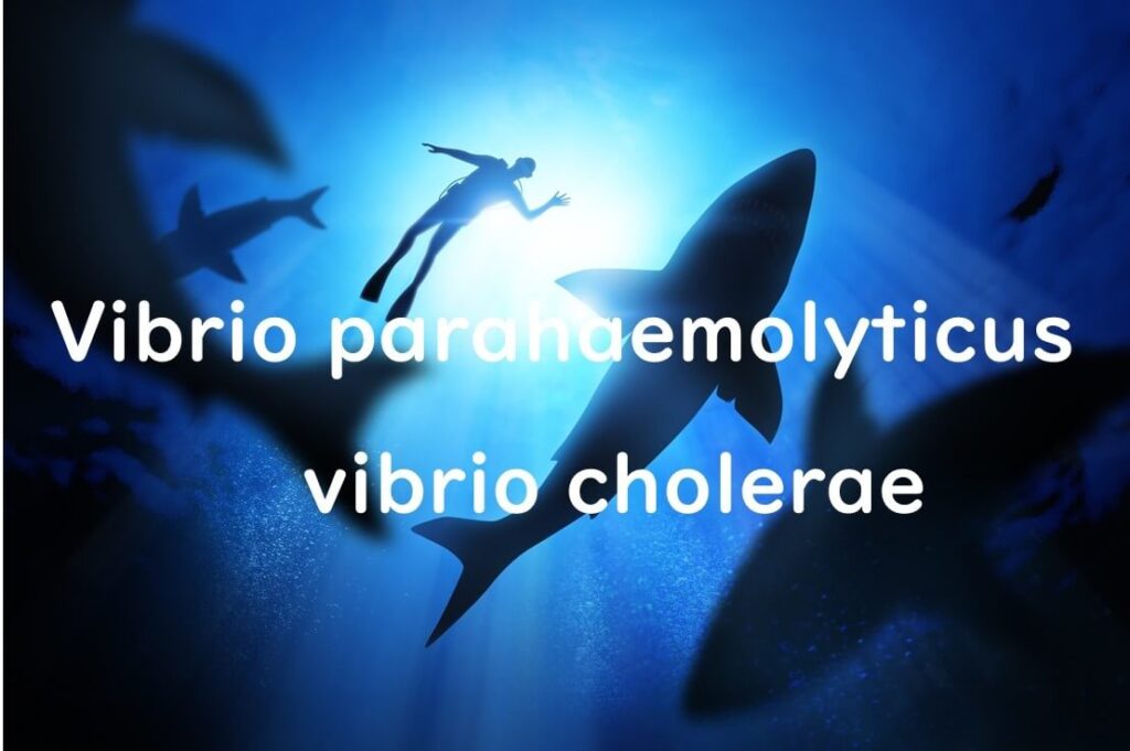 Vibrio parahaemolyticus and Vibrio cholerae illustrated in a marine environment, highlighting their unique traits as marine bacteria capable of causing foodborne illness in humans.