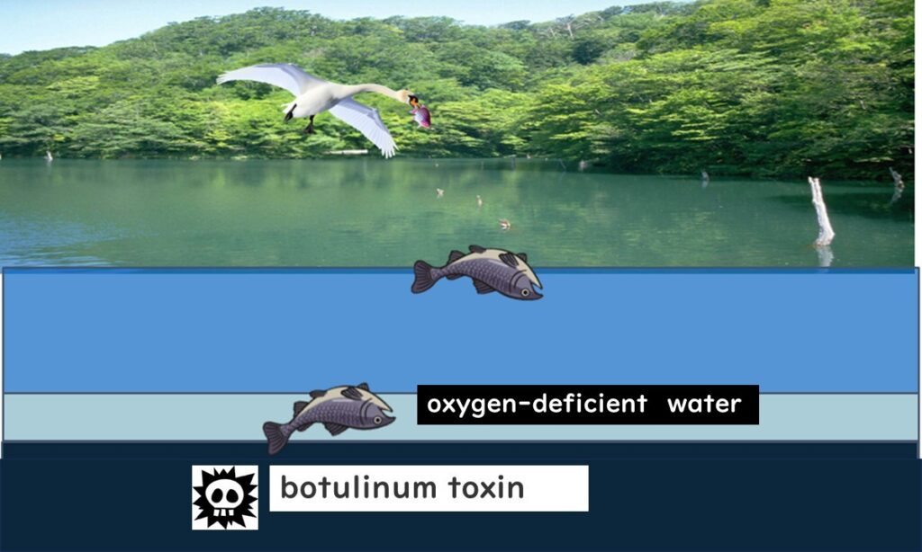 Botulism kills fish and birds.