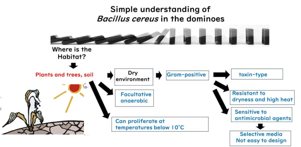 Dominoes for understanding Bacillus cereus.