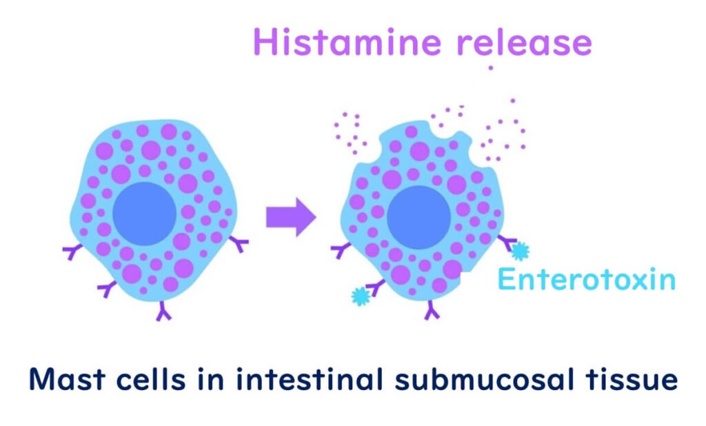 Enterotoxins that stimulate histamine cells.
Heat-resistant enterotoxin.